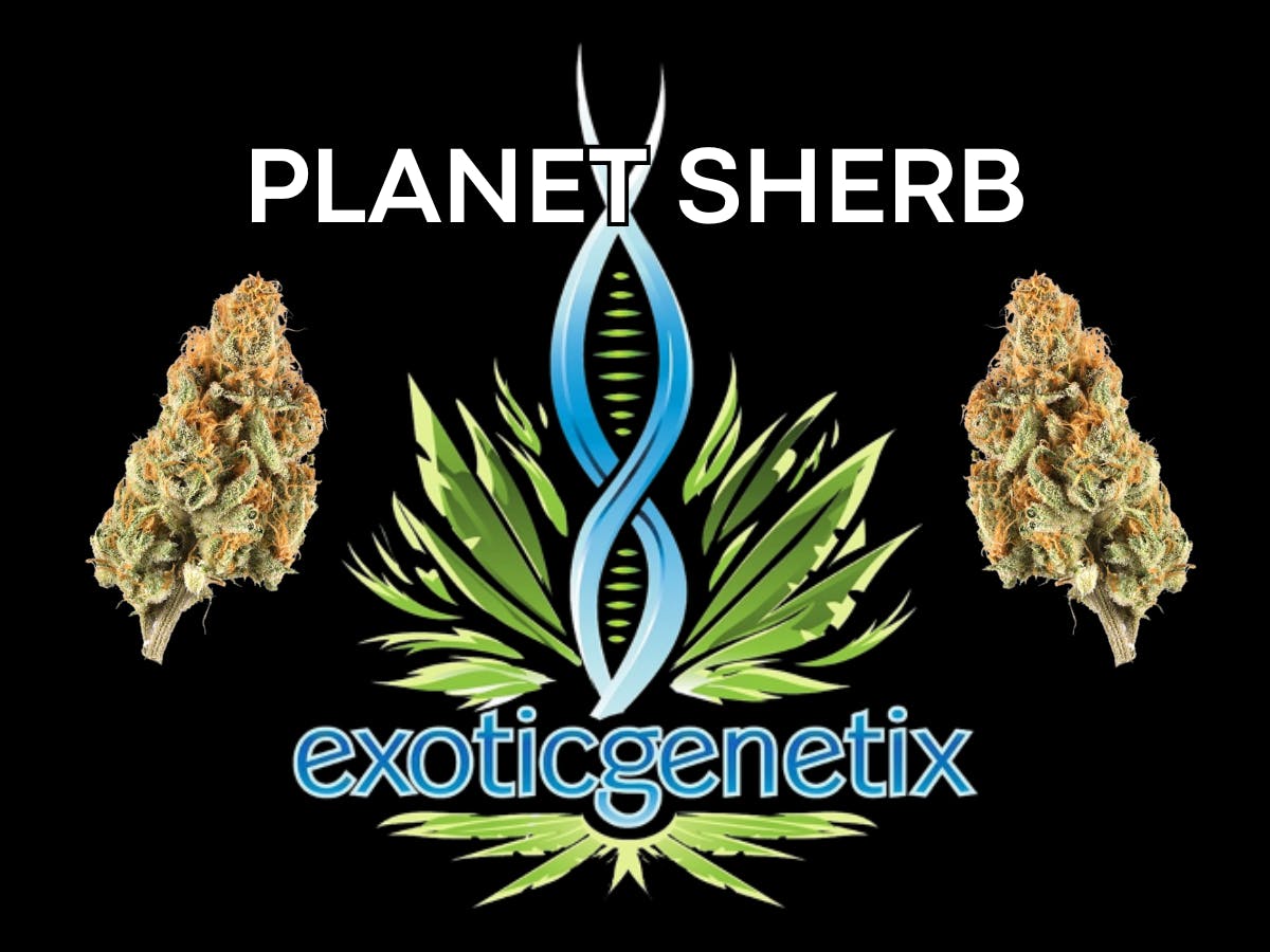 Product: EXOTIC GENETIX | PLANET SHERB | SMALLS | BULK | HYBRID