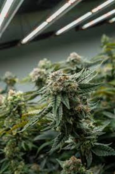 Jokerz Candy (IH) | 3.5g | Flower | Solar