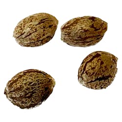 Modified Kush Mints Feminized Seeds - 4 Pack