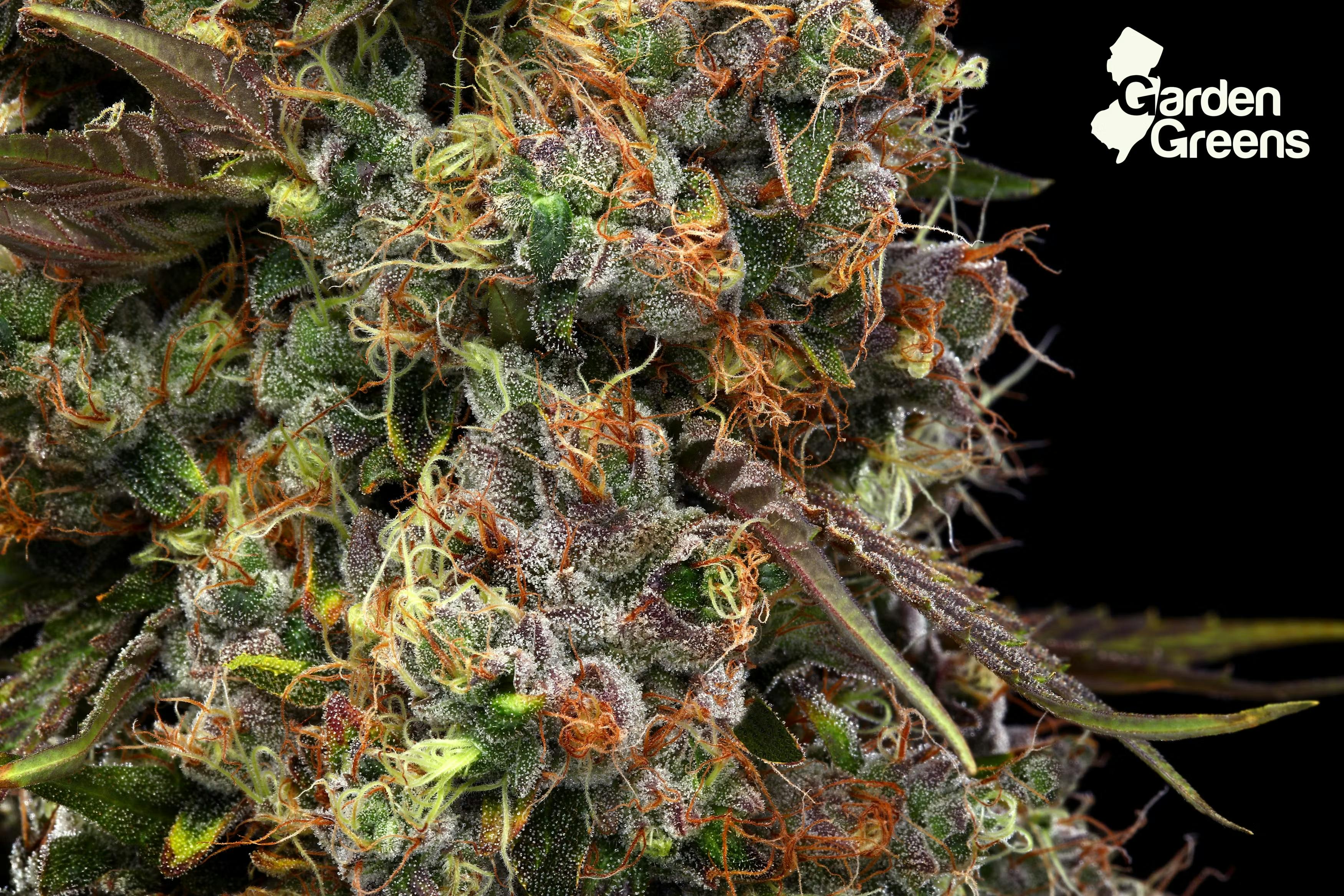 Photo of Garden State Banana Blueberry Banana 3.5g