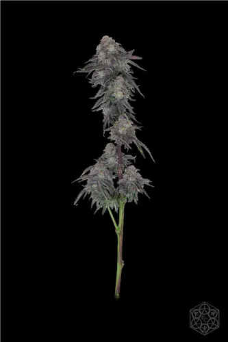 Flower – MAC 31-2