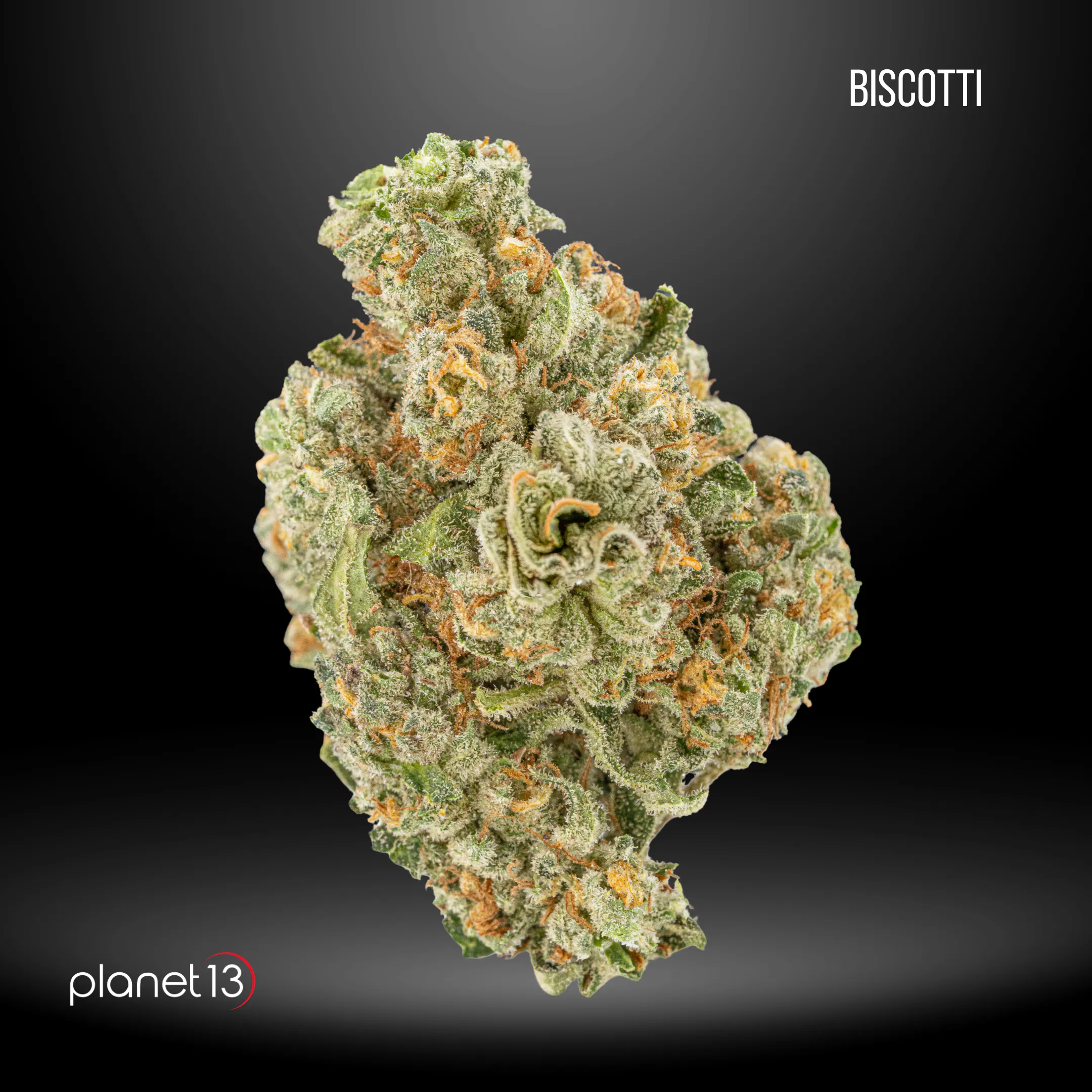 alpha drive one シンロン 深圳 ポラロイドstar Planet 13 Lakeland | Shop Cannabis Online