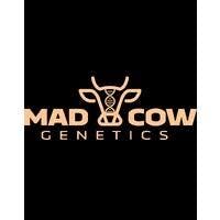 Mad Cow Single Joint | Kimochi