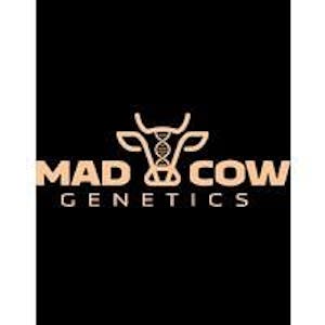 Mad Cow Single Joint | Kimochi