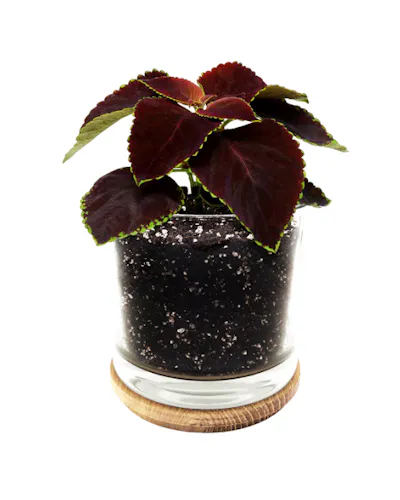 Potting Shed Creations – Houseplant Collection Chocolate Mint-1