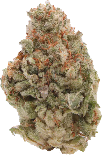 Deadhead Gorilla-active