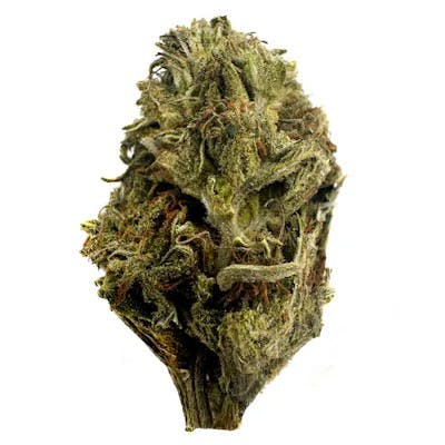 GATSBY CANNABIS CO. GATSBY CANNABIS CO. | GELATO SUNRISE | PRE-PACK HYBRID — FLOWER