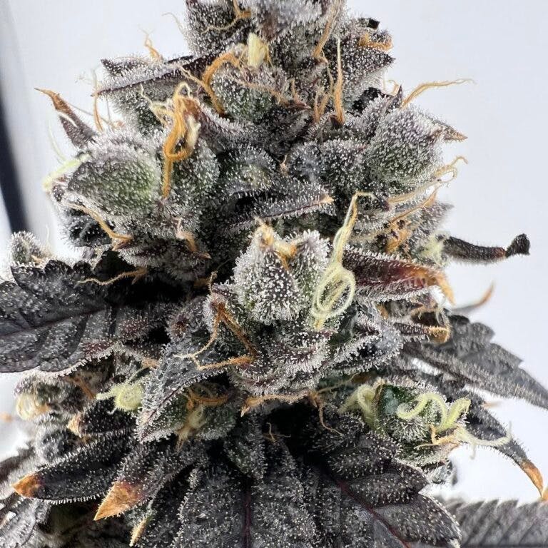 Product: Breathe Free | Blueberry N' Strawberry | Flower