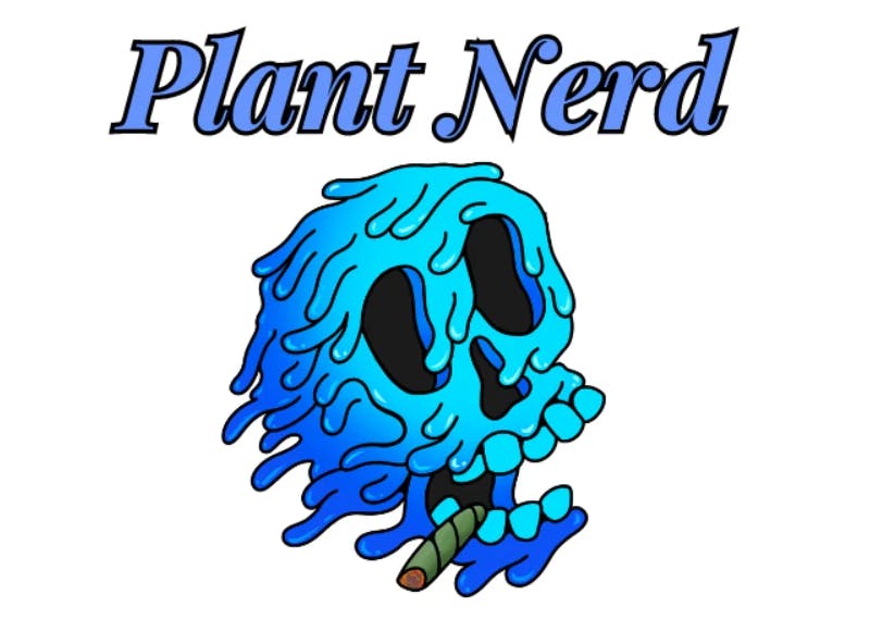 Image of Plant Nerd | Maple Nectar Bulk Flower
