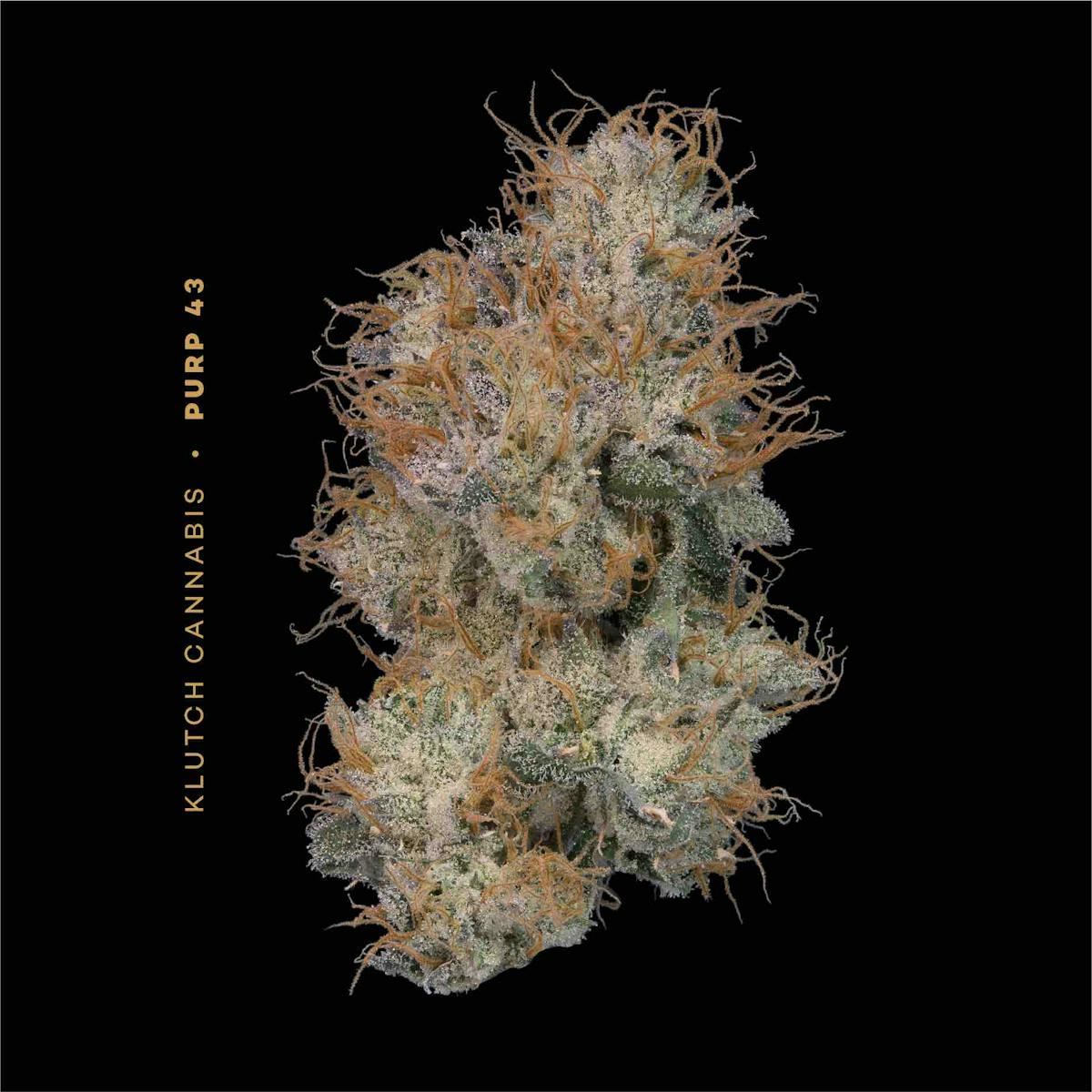 Photo of | Purp 43 |