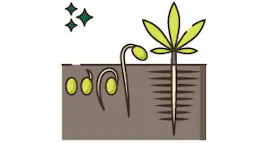 Seeds category image