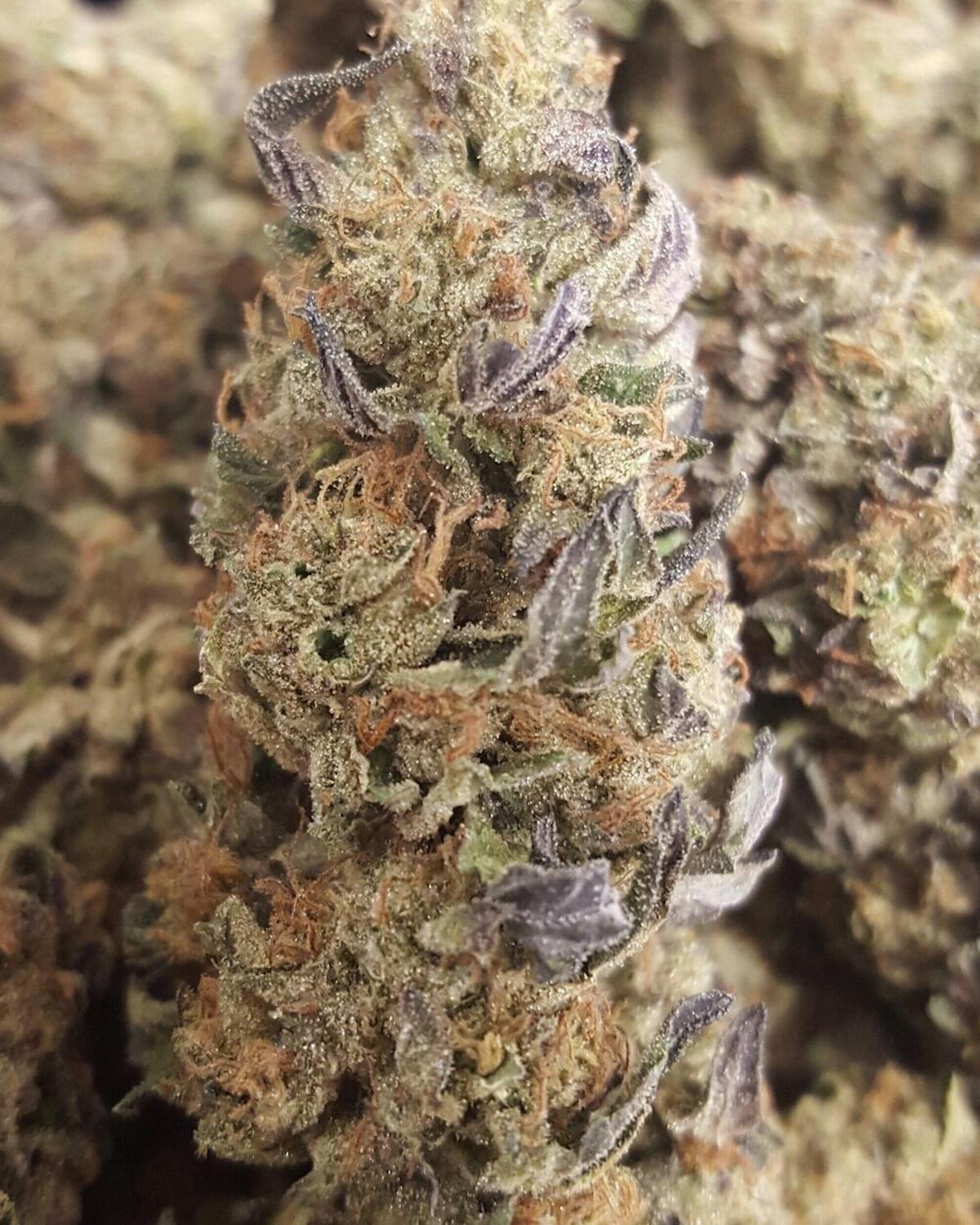 Photo of $100 Cookies N Cream