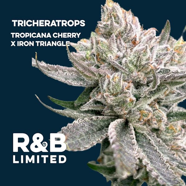 Tricheratrops (H) - 14g Flower - Root & Bloom