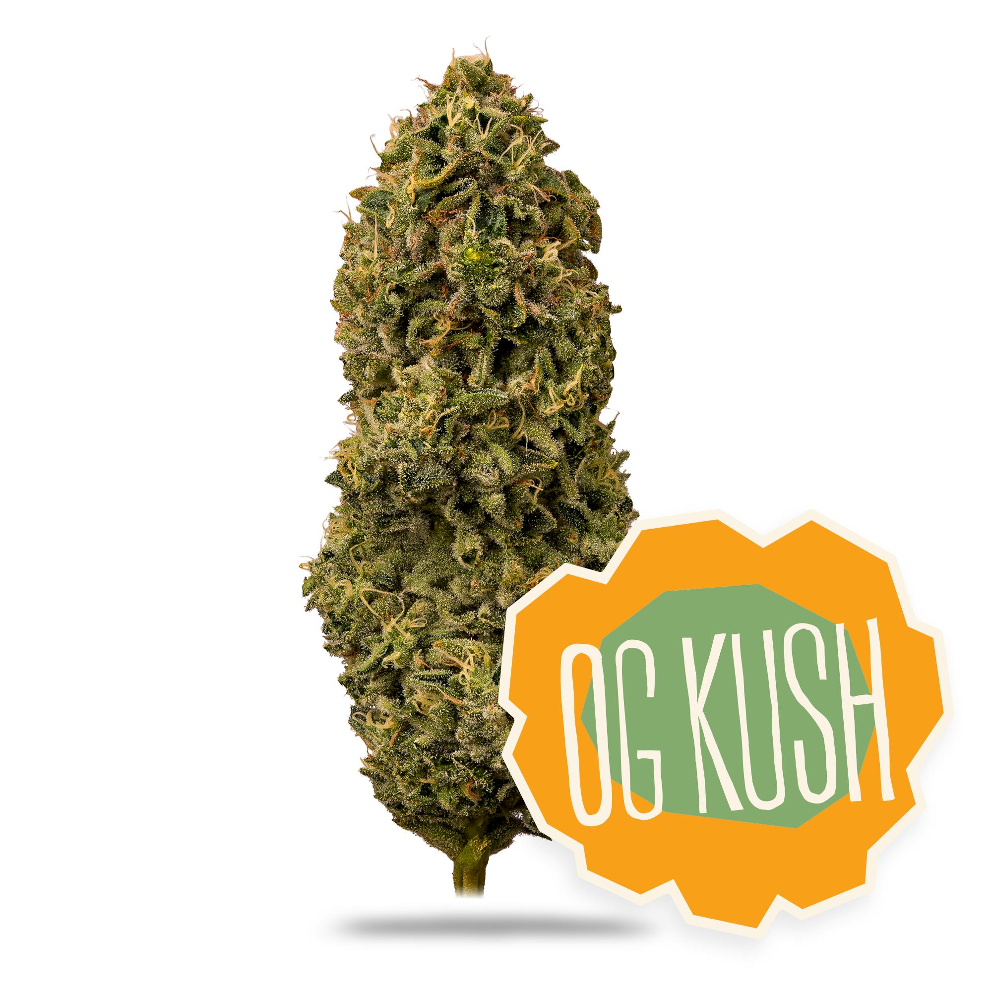 Shop District Cannabis OG Kush in Hagerstown | DISTRICT
