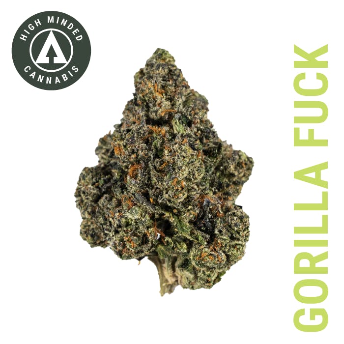 CELL No.9 BEAT CRUSADERS トロピカルゴリラ MD プロモ CELL No.9 | TROPICAL GORILLA × BEAT CRUSADERS | ソニーミュージック