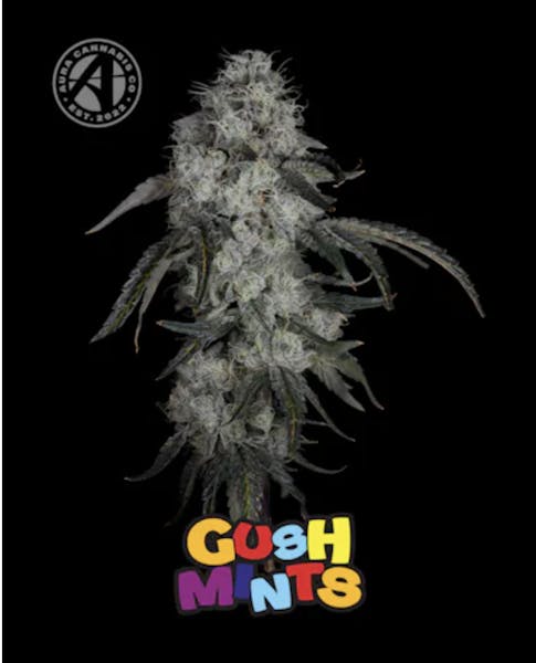Gush Mints (IH) | 3.5g | Flower | 30.39% | Trp: 2.46%