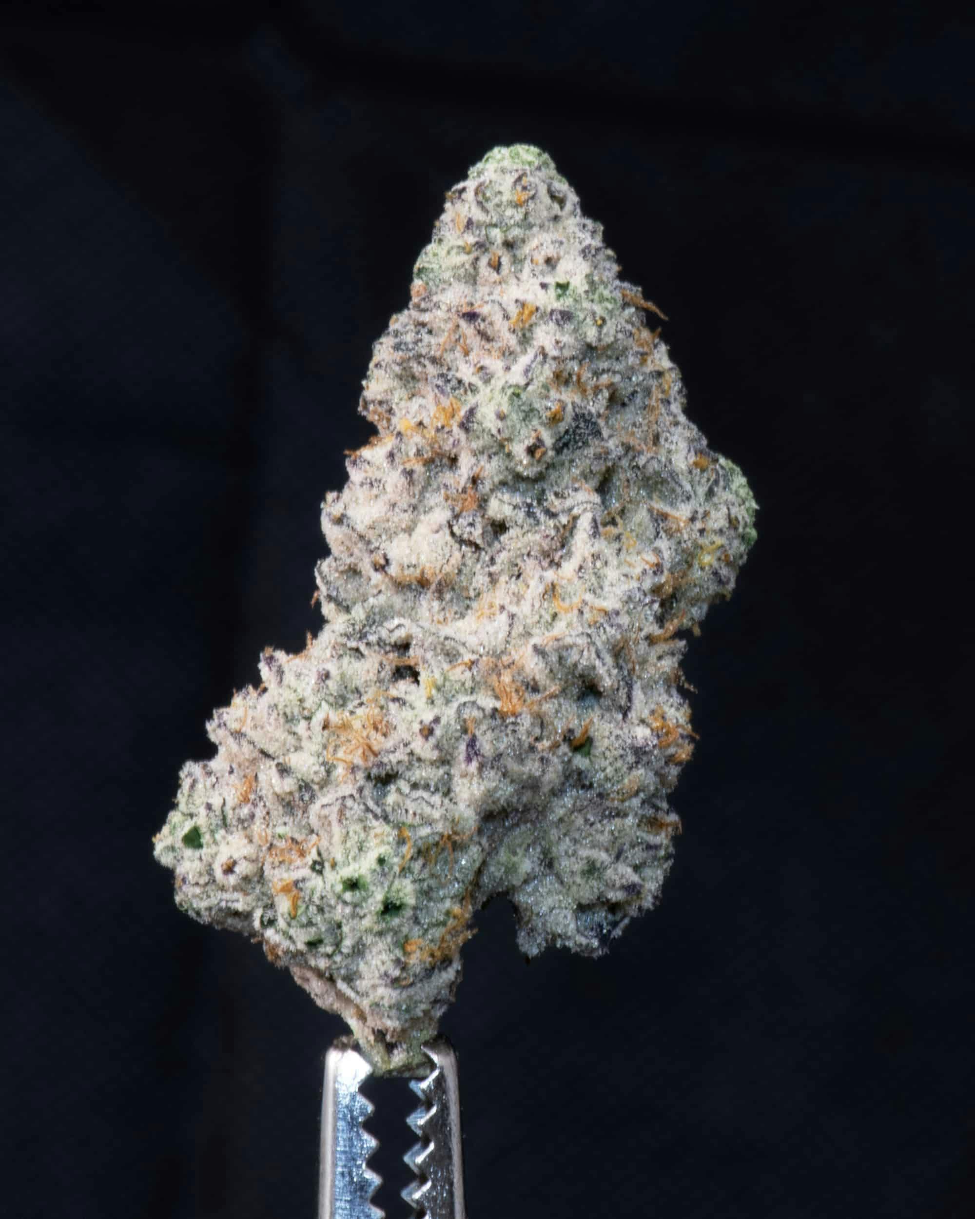 image of Ramen Shaman House “Small Bud” Flower