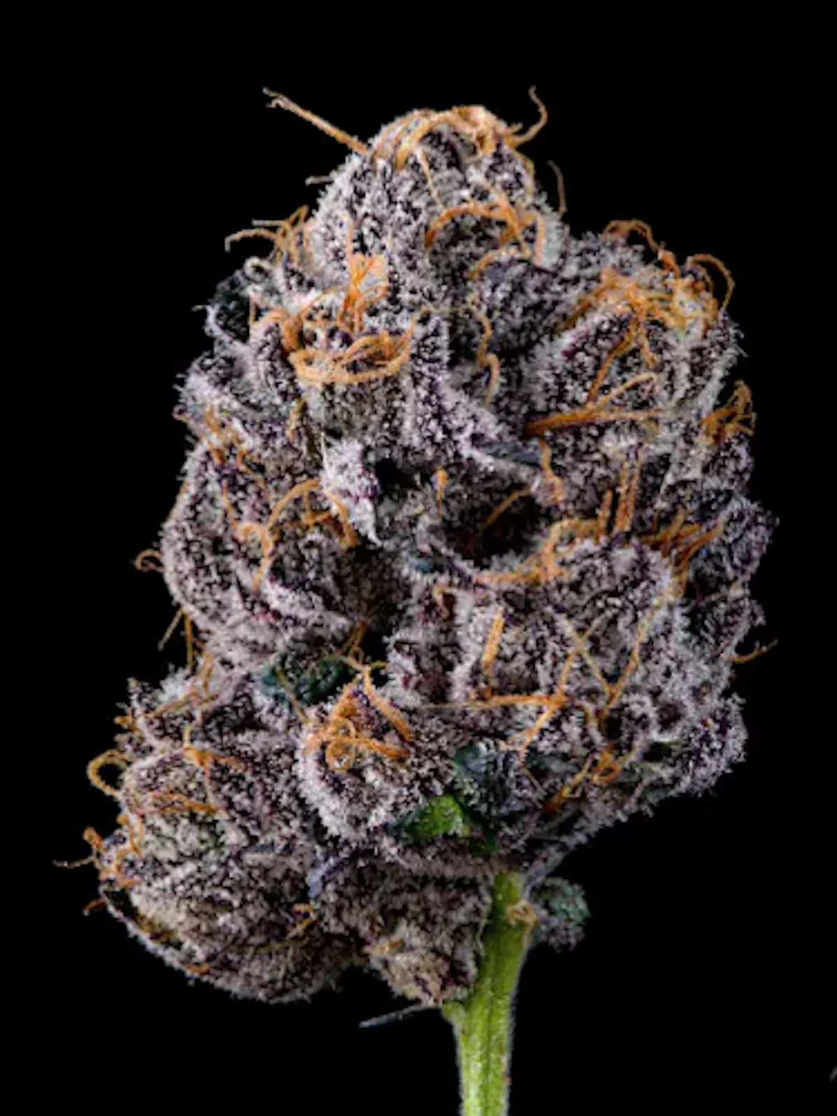 Aura Cannabis Co. Blue Zushi 3.5g 1/8oz Flower | Aura Cannabis Co. |