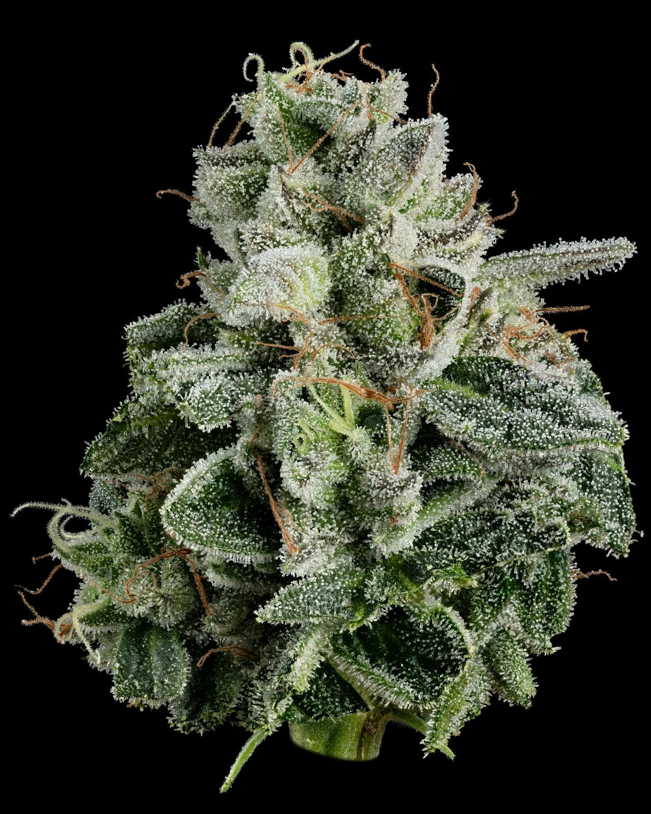 Product: U4EA Farms | Pie Dough | Flower