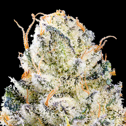 Chem 51-4
