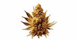 Flower category image