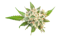 Flower category image