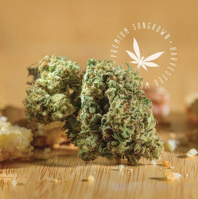 Product: Grasshopper | Hindu Hound 14g