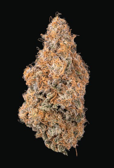 Buy Bostica Purple Starfruit | Flower | 3.5g for Sale - Quincy