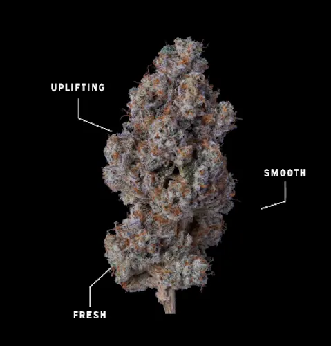 Khalifa Kush – Khalifa Mints – 3.5g-1