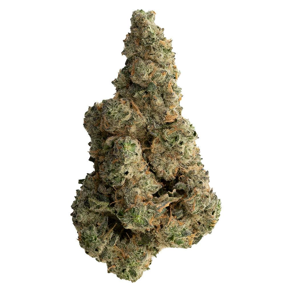 The loud plug - with love from scarborough