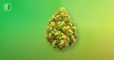 Flower category image