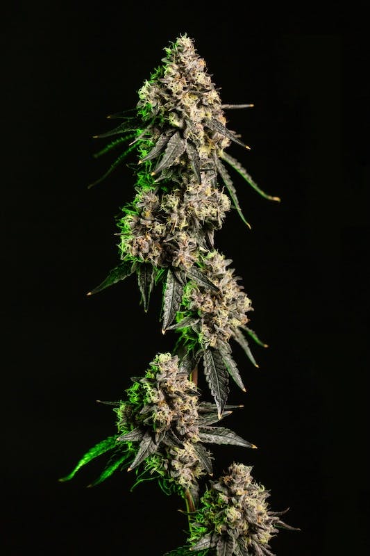 Product Cape Cod Grow Lab - Lemon Cherry Sherbert Flower (3.5g)