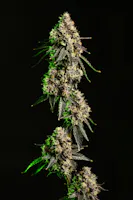 Product Cape Cod Grow Lab - Lemon Cherry Sherbert Flower (3.5g)