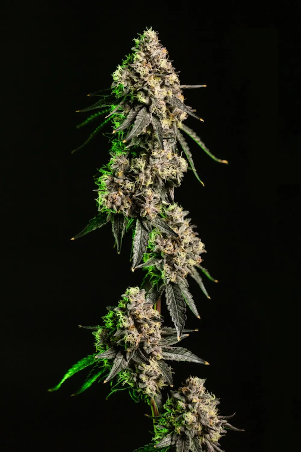 Product Cape Cod Grow Lab - Lemon Cherry Sherbert Flower (3.5g)