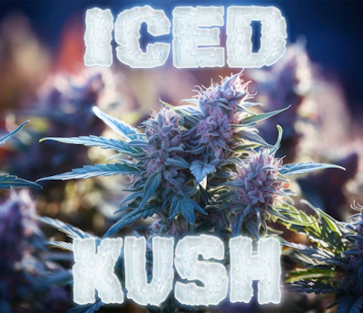 DELI - Iced Kush