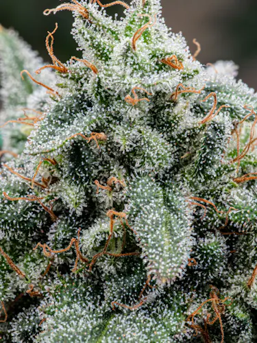 Hybrid Theory | Orange Colonel | Flower | Hybrid-active