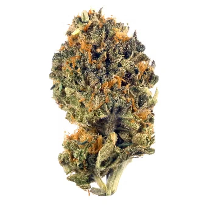 Ice Cream Cake bulk flower