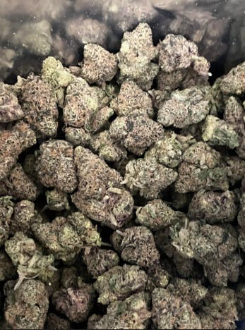 Product: Octane Runtz | Panda