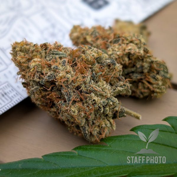 Lemon Piff (SH) - 3.5g Hand Trimmed Flower - Nimbus