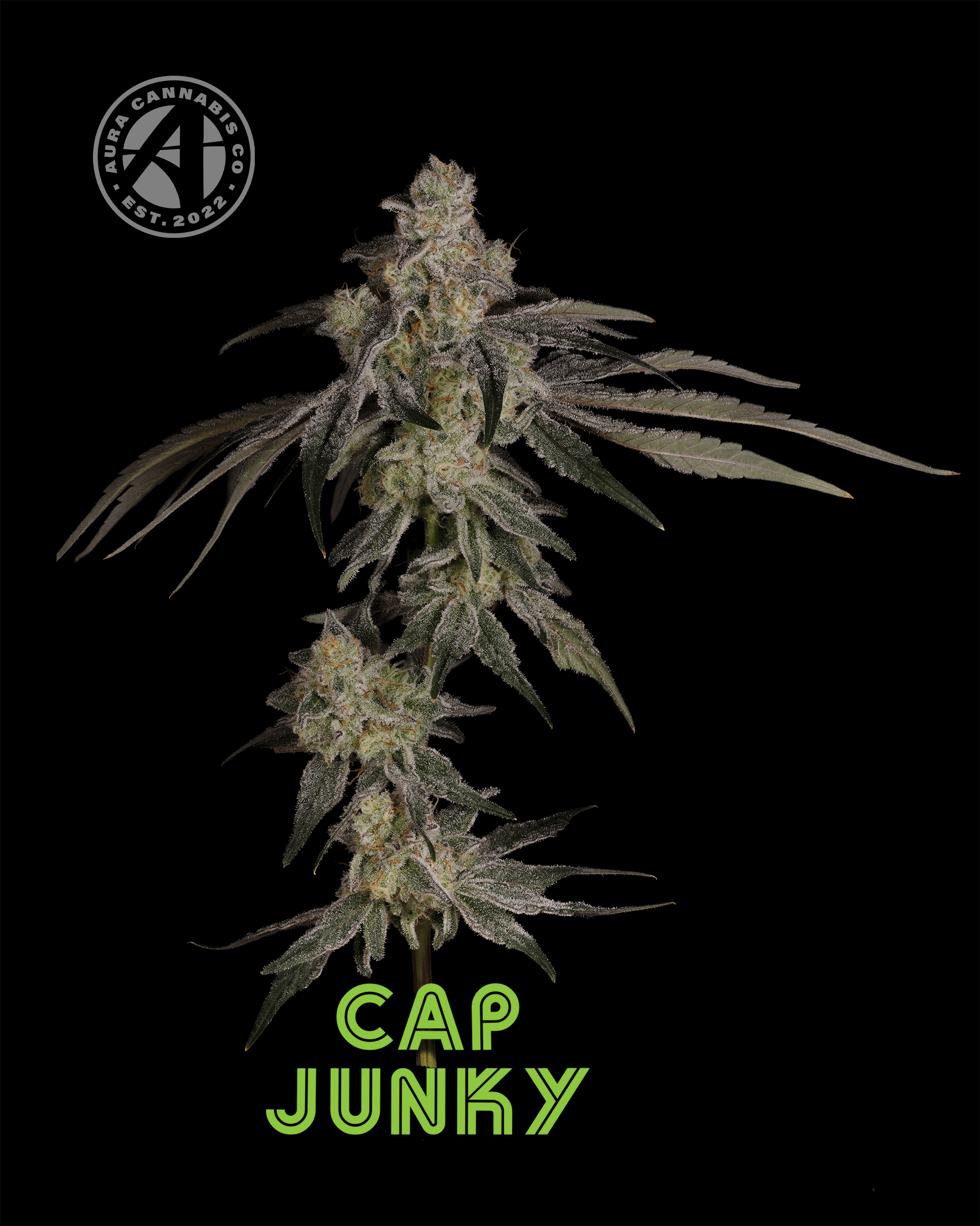 Product: Aura | Cap Junky | Flower - 3.5g