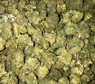 Platinum Lemon Cherry Gelato | 1oz | Pre-Packed | Goodlyfe Farms