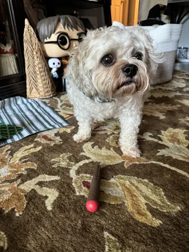Puff Palz | Doggie Doob-3