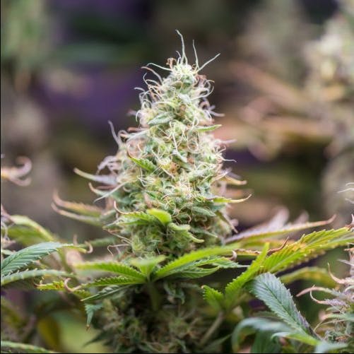 Product: Rhythm of Life | GMO Rootbeer | Preroll - /5pk