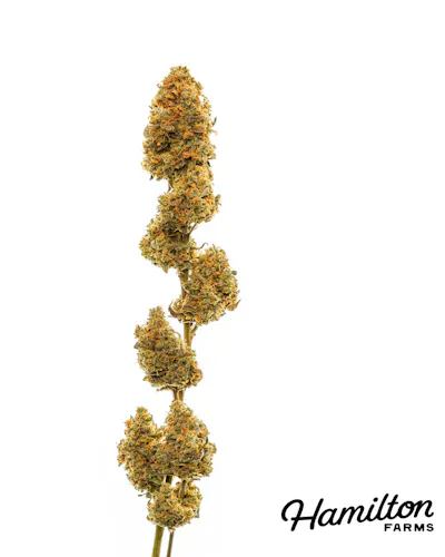 Hamilton Farms | Preroll Pack | Garlic Knots | 5pk/2.5g-1