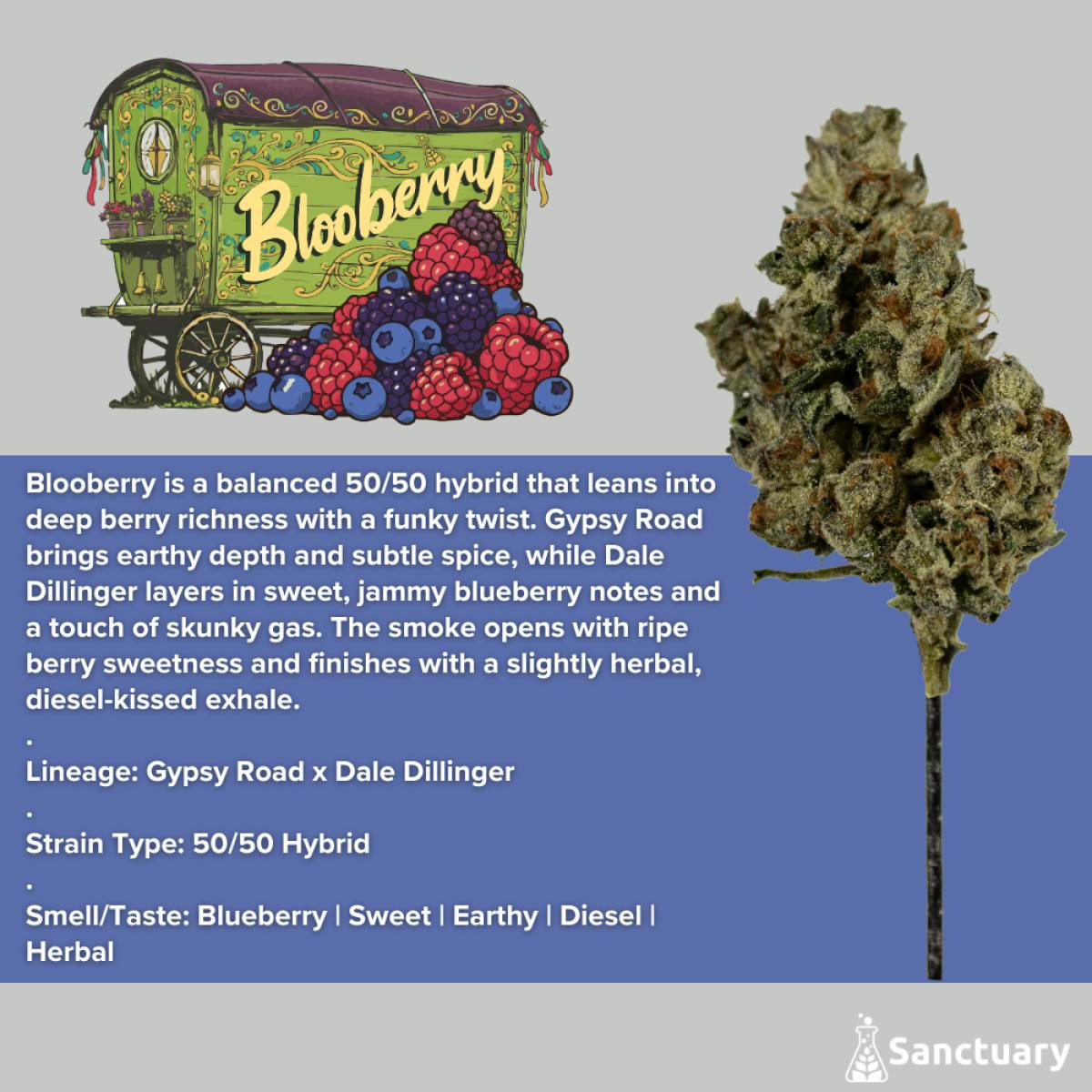 Sanctuary - Flower 3.5g - Blooberry