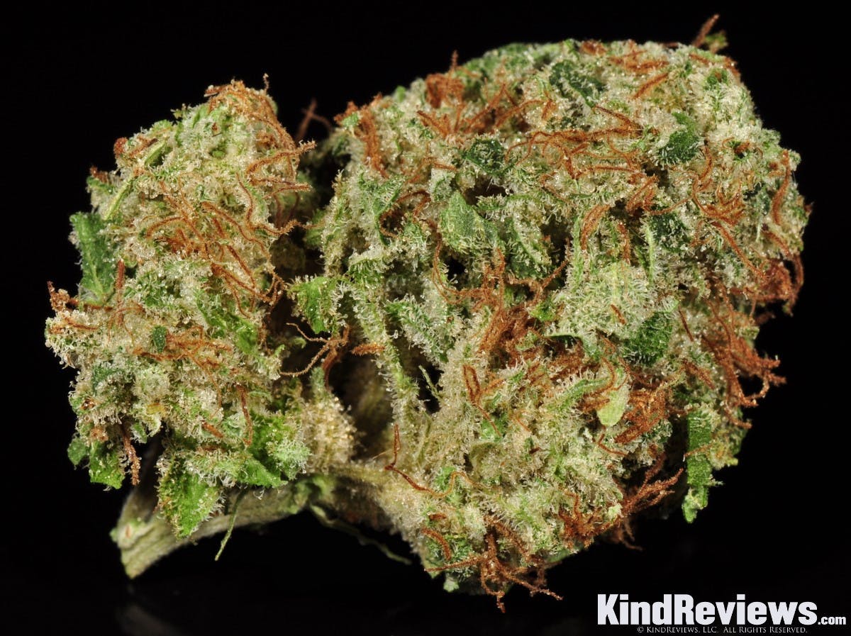 Photo of Gold Shelf – Berry Diesel (S)