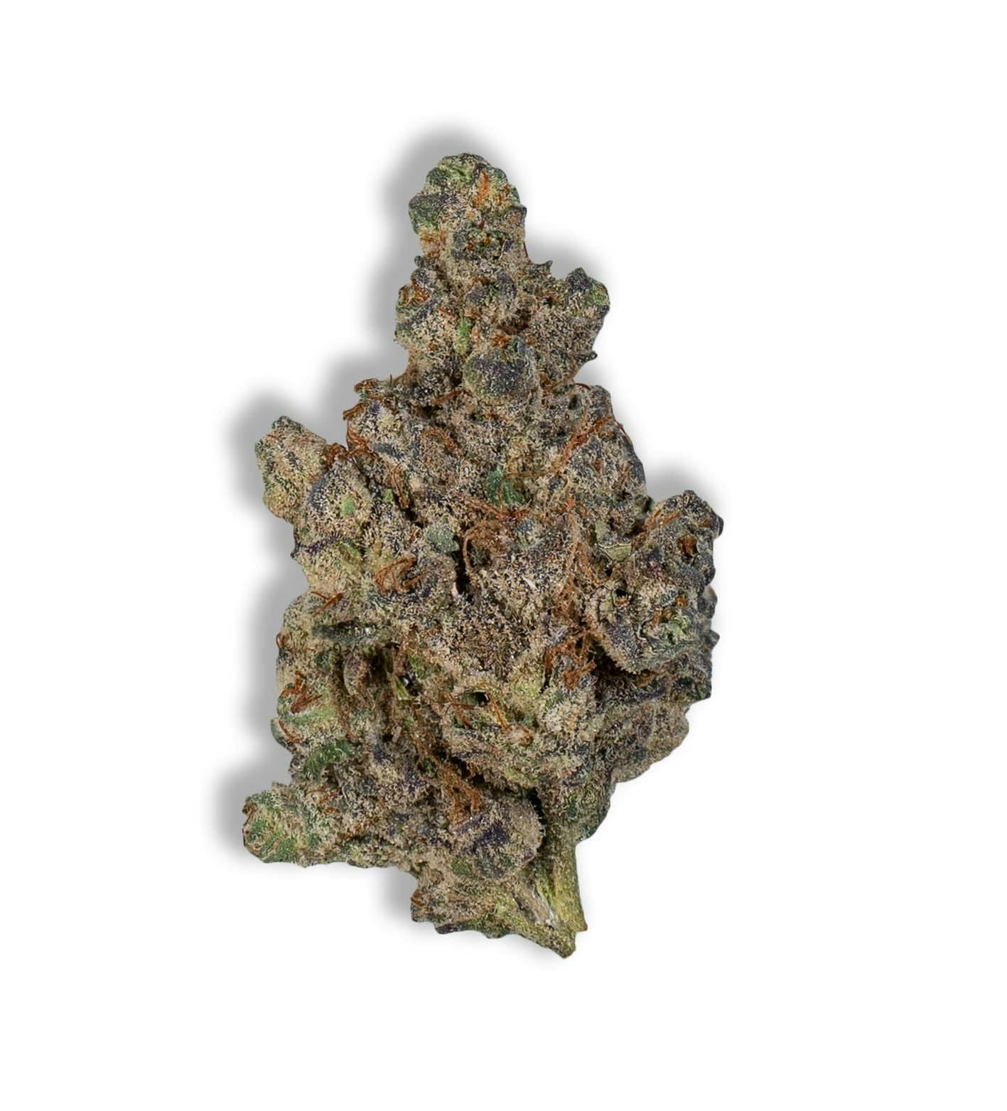 Mission Worcester (Medical)