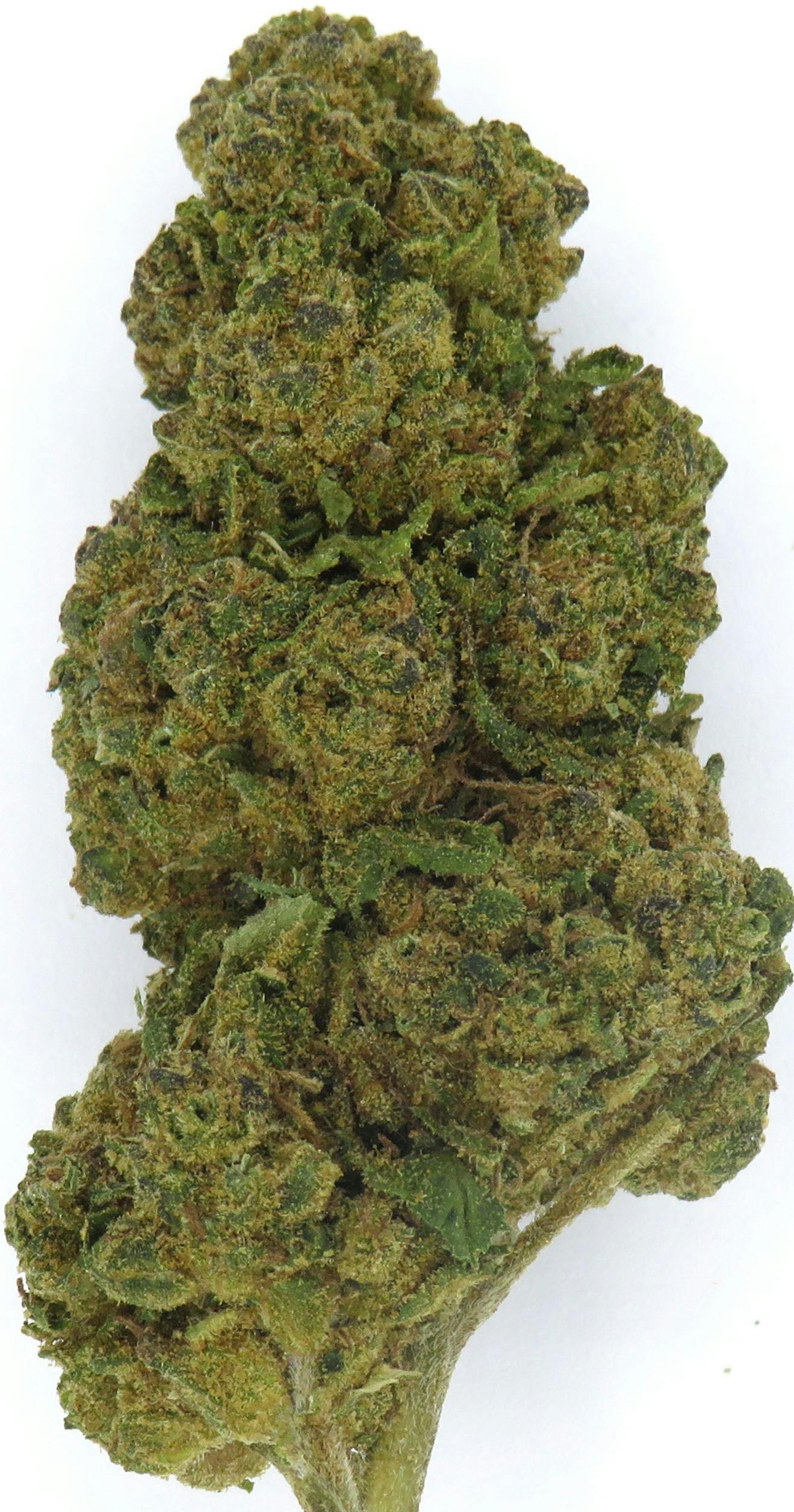 Caramel Cream | Goodlyfe Farms