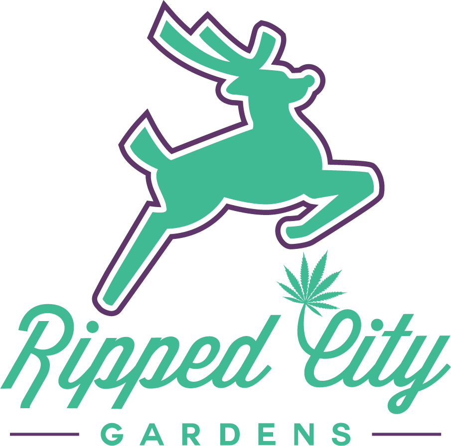 Strawberry Lemon Haze | Ripped City Gardens