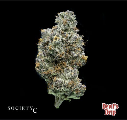 Society C | Bulk Bud - Devils Drip